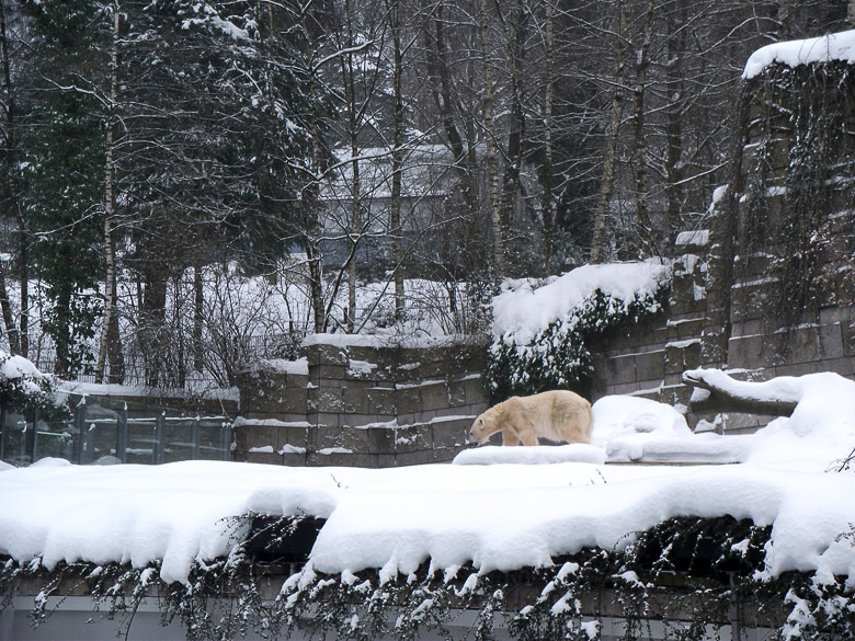 Eisbärin Vilma im Wuppertaler Zoo am 26. Dezember 2010