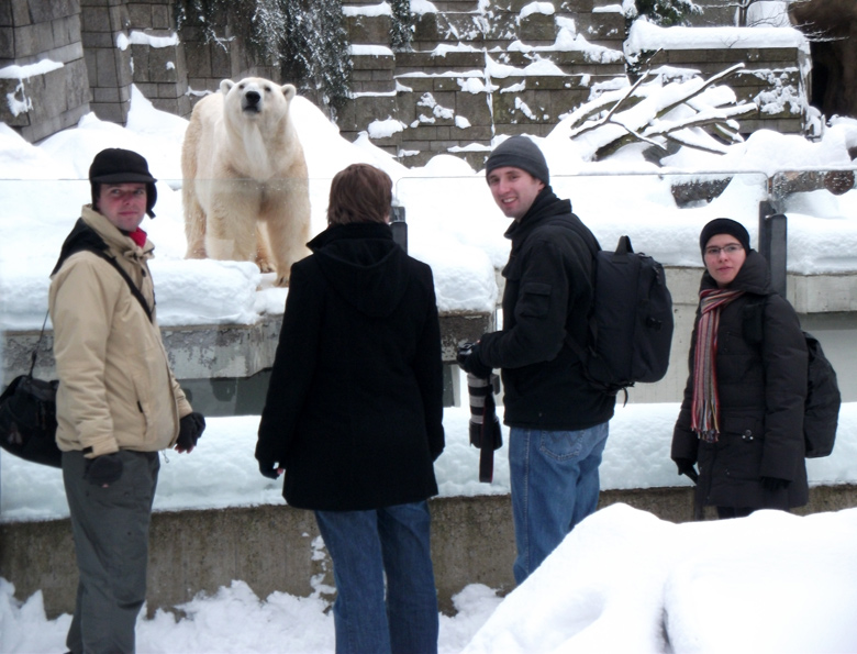 Eisbär Lars im Wuppertaler Zoo am 27. Dezember 2010