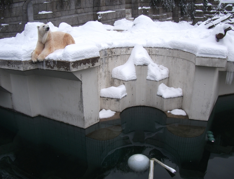 Eisbär Lars im Zoo Wuppertal am 27. Dezember 2010