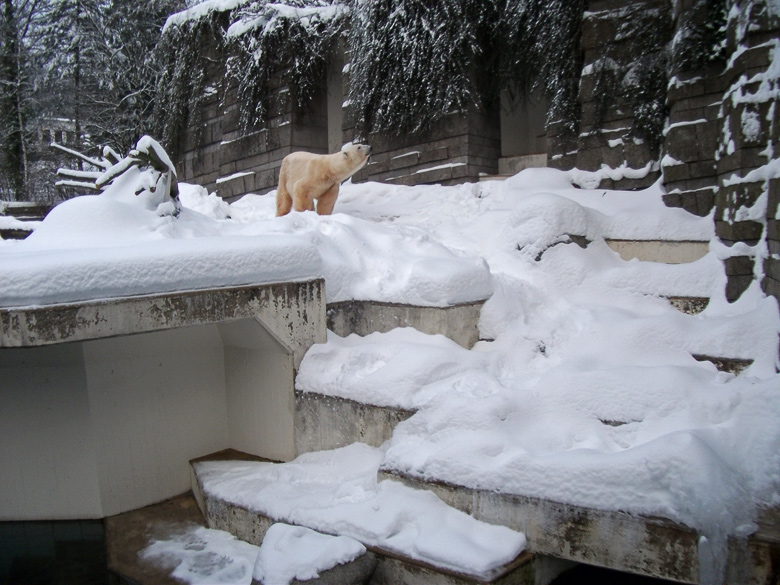 Eisbär Lars im Zoologischen Garten Wuppertal am 27. Dezember 2010