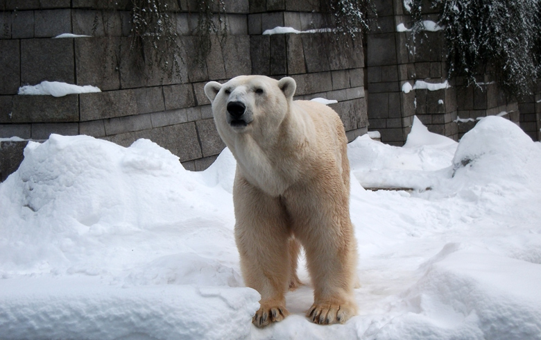 Eisbär Lars im Wuppertaler Zoo am 27. Dezember 2010