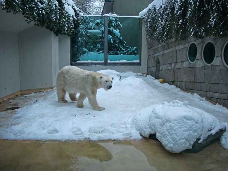 Eisbärin Vilma im Zoologischen Garten Wuppertal am 27. Dezember 2010