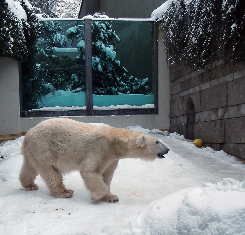 Eisbärin Vilma im Wuppertaler Zoo am 27. Dezember 2010