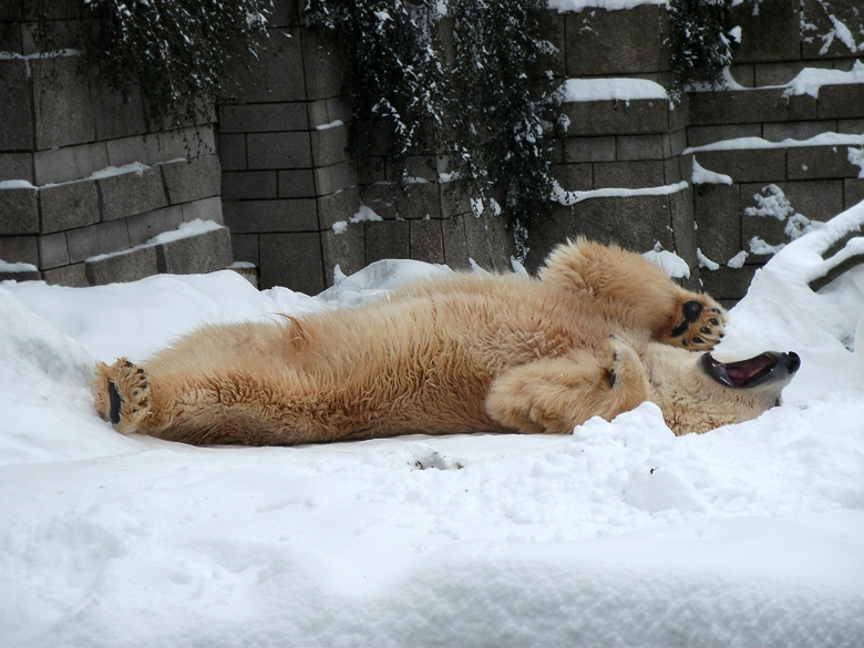 Eisbär Lars im Zoo Wuppertal am 28. Dezember 2010