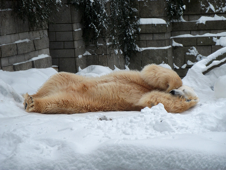 Eisbär Lars im Zoologischen Garten Wuppertal am 28. Dezember 2010