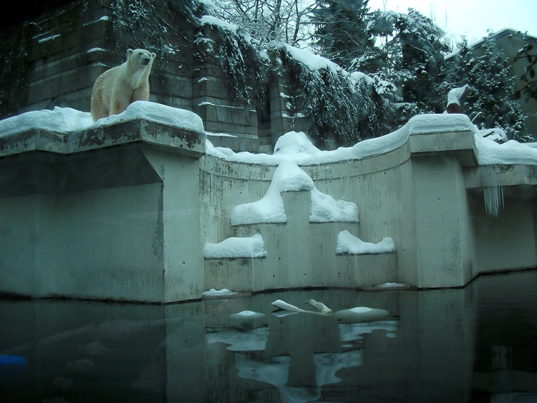 Eisbär Lars im Zoologischen Garten Wuppertal am 28. Dezember 2010