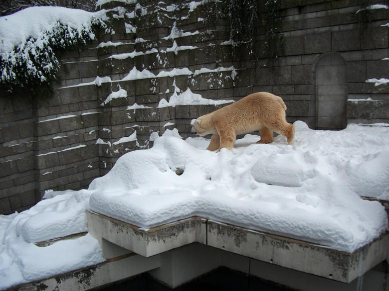 Eisbär Lars im Zoologischen Garten Wuppertal am 28. Dezember 2010