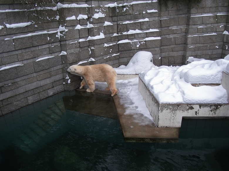 Eisbär Lars im Zoo Wuppertal am 28. Dezember 2010