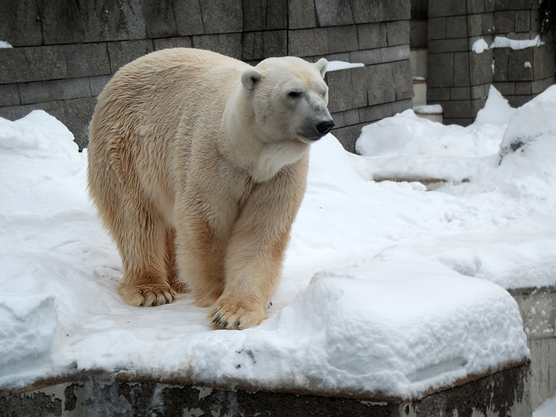 Eisbär Lars im Wuppertaler Zoo am 28. Dezember 2010