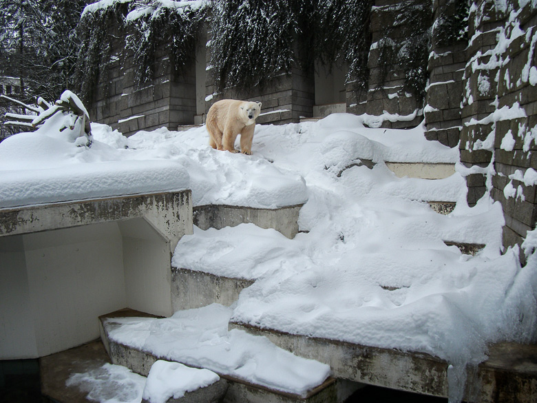 Eisbär Lars im Wuppertaler Zoo am 28. Dezember 2010