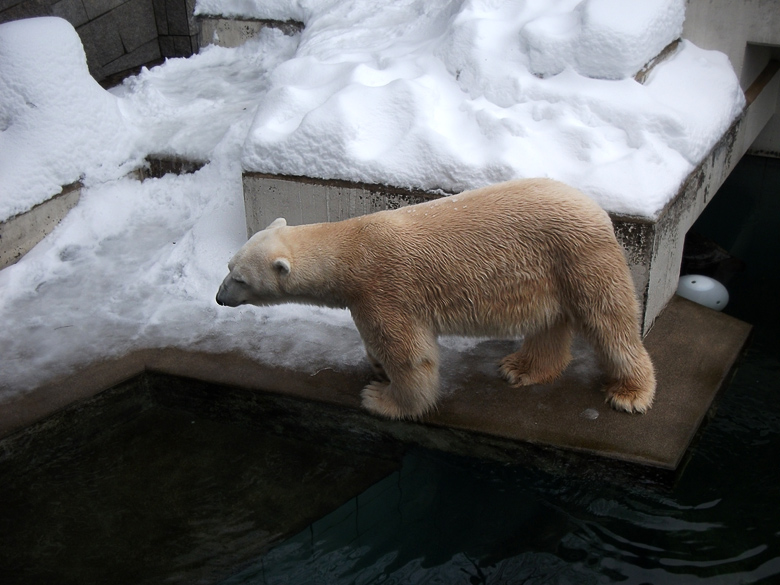 Eisbär Lars im Wuppertaler Zoo am 28. Dezember 2010