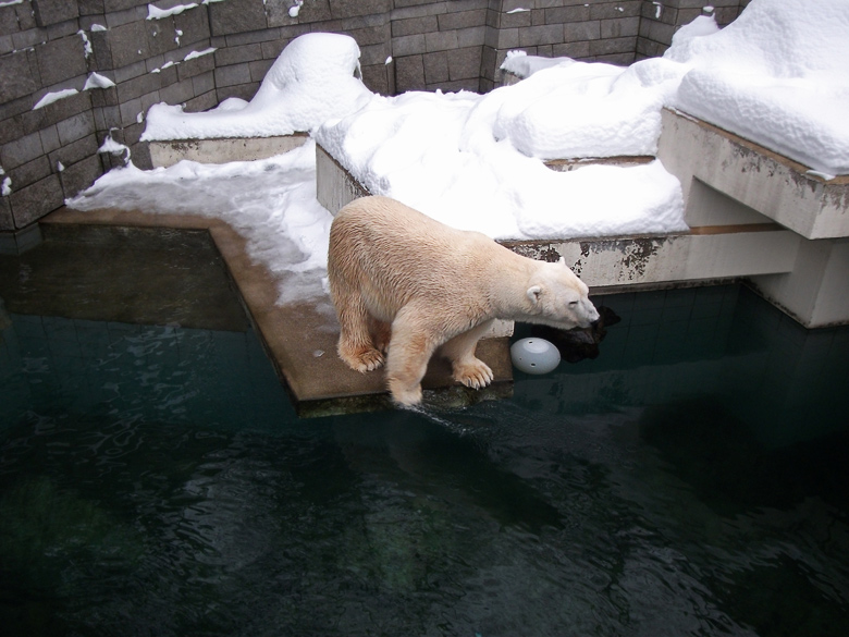 Eisbär Lars im Zoologischen Garten Wuppertal am 28. Dezember 2010