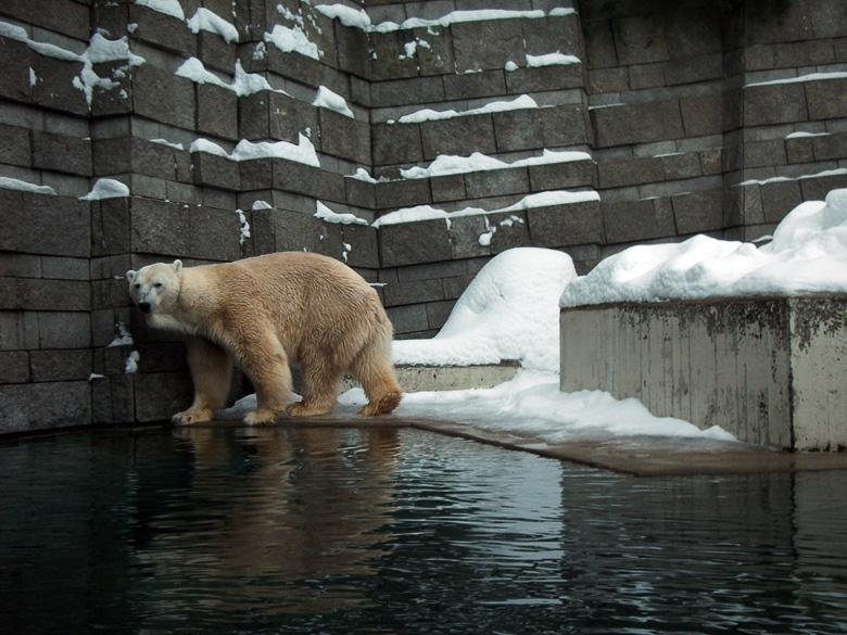 Eisbär Lars im Wuppertaler Zoo am 28. Dezember 2010