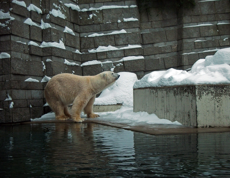 Eisbär Lars im Zoo Wuppertal am 28. Dezember 2010