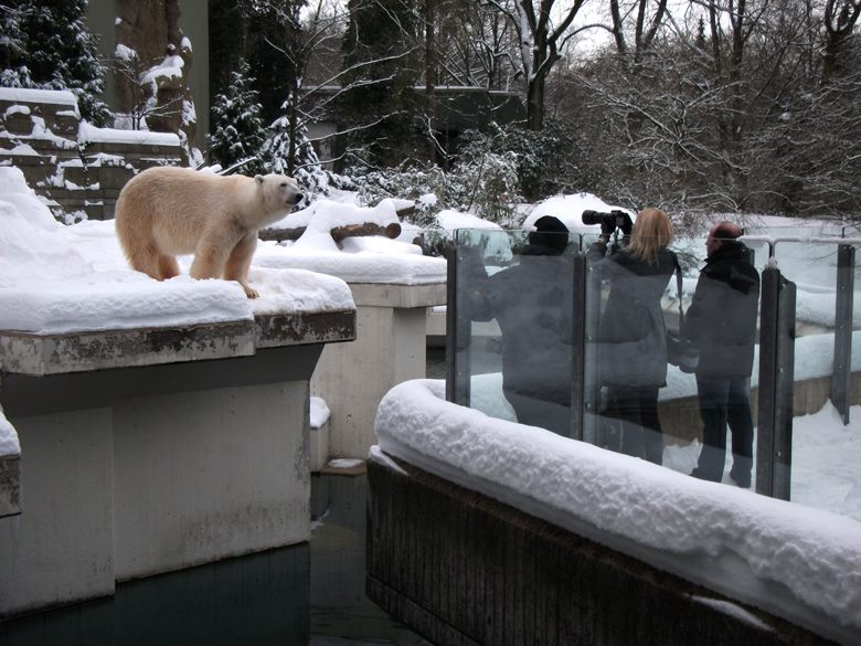 Eisbär Lars im Wuppertaler Zoo am 28. Dezember 2010