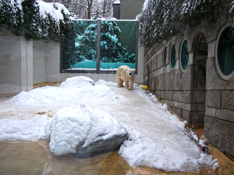 Eisbärin Vilma im Zoo Wuppertal am 28. Dezember 2010