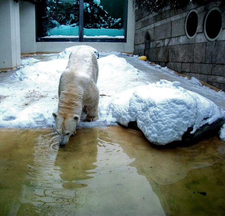 Eisbärin Vilma im Zoologischen Garten Wuppertal am 28. Dezember 2010