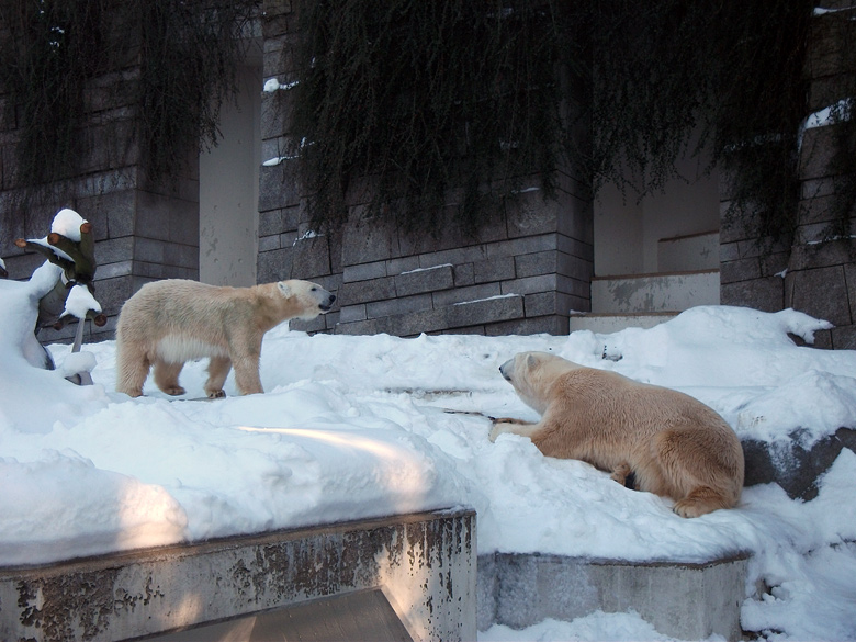 Eisbärin Vilma und Eisbär Lars am 30. Dezember 2010 im Wuppertaler Zoo