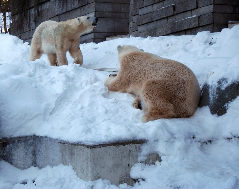 Eisbärin Vilma und Eisbär Lars am 30. Dezember 2010 im Zoo Wuppertal