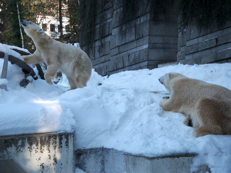 Eisbärin Vilma und Eisbär Lars am 30. Dezember 2010 im Zoologischen Garten Wuppertal