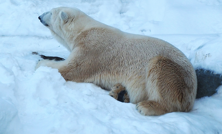 Eisbär Lars am 30. Dezember 2010 im Wuppertaler Zoo