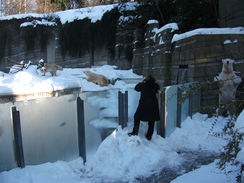 Eisbärin Vilma und Eisbär Lars am 30. Dezember 2010 im Zoo Wuppertal