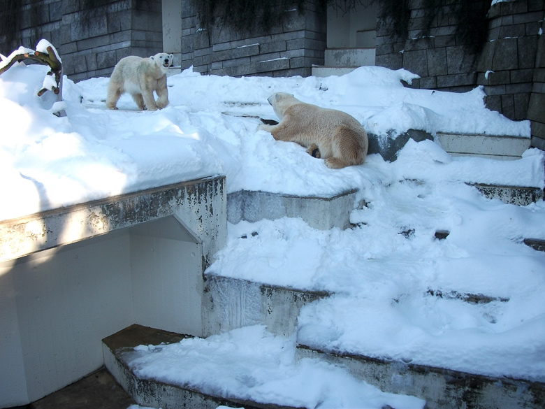 Eisbärin Vilma und Eisbär Lars am 30. Dezember 2010 im Zoologischen Garten Wuppertal