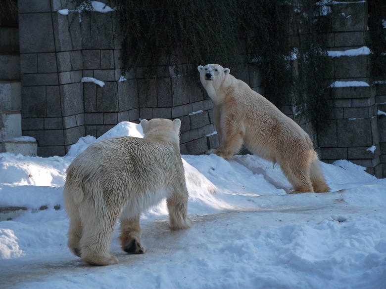 Eisbärin Vilma und Eisbär Lars am 30. Dezember 2010 im Wuppertaler Zoo