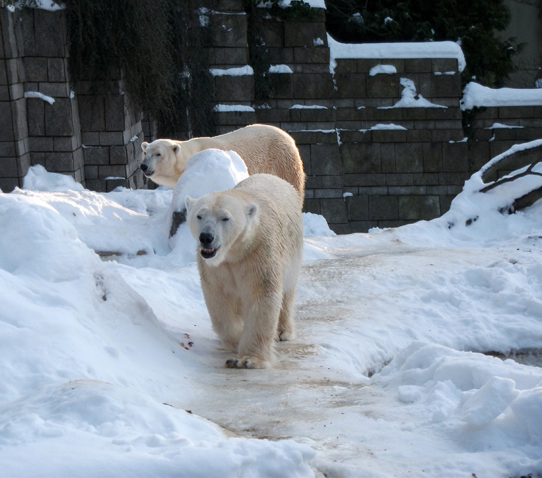 Eisbärin Vilma und Eisbär Lars am 30. Dezember 2010 im Zoo Wuppertal