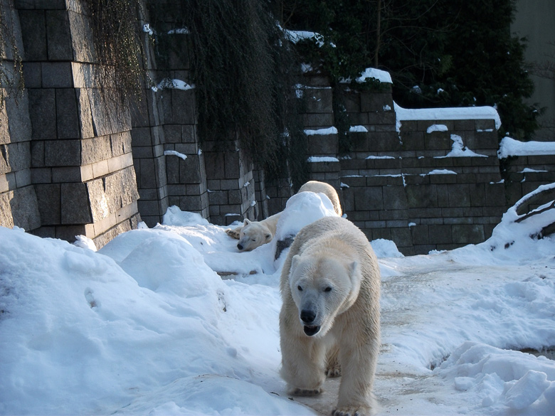Eisbärin Vilma und Eisbär Lars am 30. Dezember 2010 im Zoologischen Garten Wuppertal