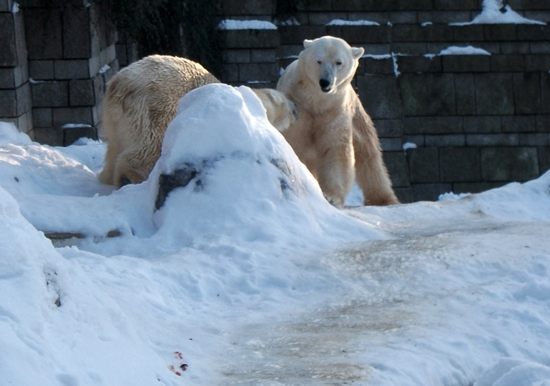 Eisbärin Vilma und Eisbär Lars am 30. Dezember 2010 im Wuppertaler Zoo