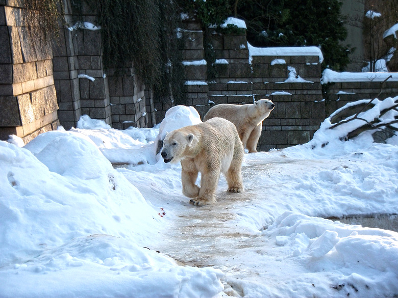 Eisbärin Vilma und Eisbär Lars am 30. Dezember 2010 im Zoo Wuppertal