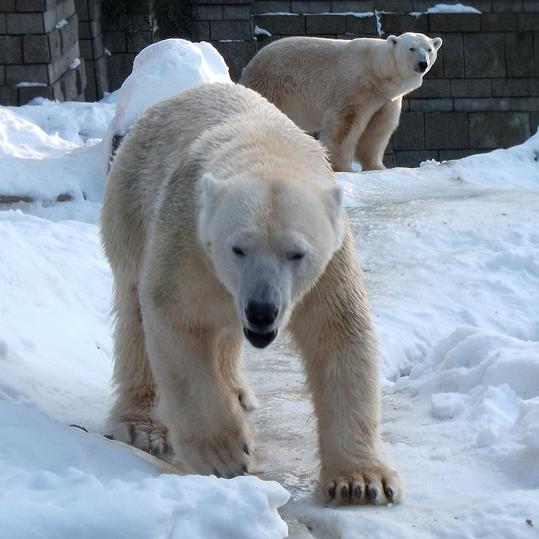 Eisbärin Vilma und Eisbär Lars am 30. Dezember 2010 im Zoologischen Garten Wuppertal