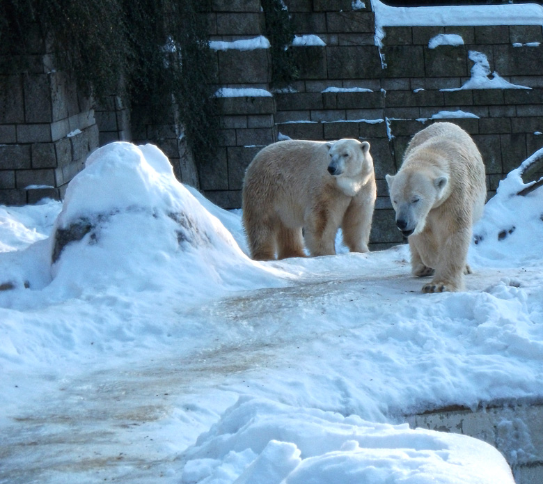 Eisbärin Vilma und Eisbär Lars am 30. Dezember 2010 im Wuppertaler Zoo