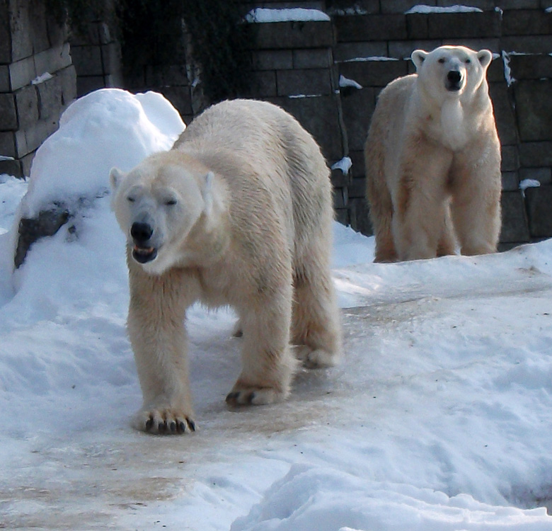 Eisbärin Vilma und Eisbär Lars am 30. Dezember 2010 im Zoo Wuppertal