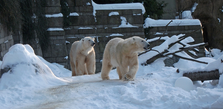 Eisbärin Vilma und Eisbär Lars am 30. Dezember 2010 im Zoologischen Garten Wuppertal