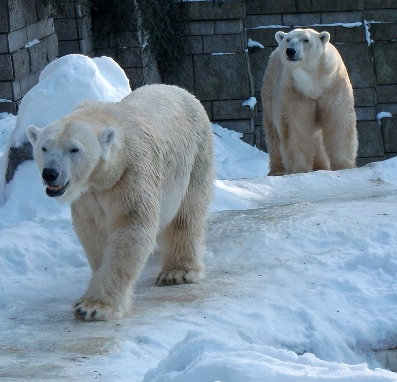 Eisbärin Vilma und Eisbär Lars am 30. Dezember 2010 im Wuppertaler Zoo