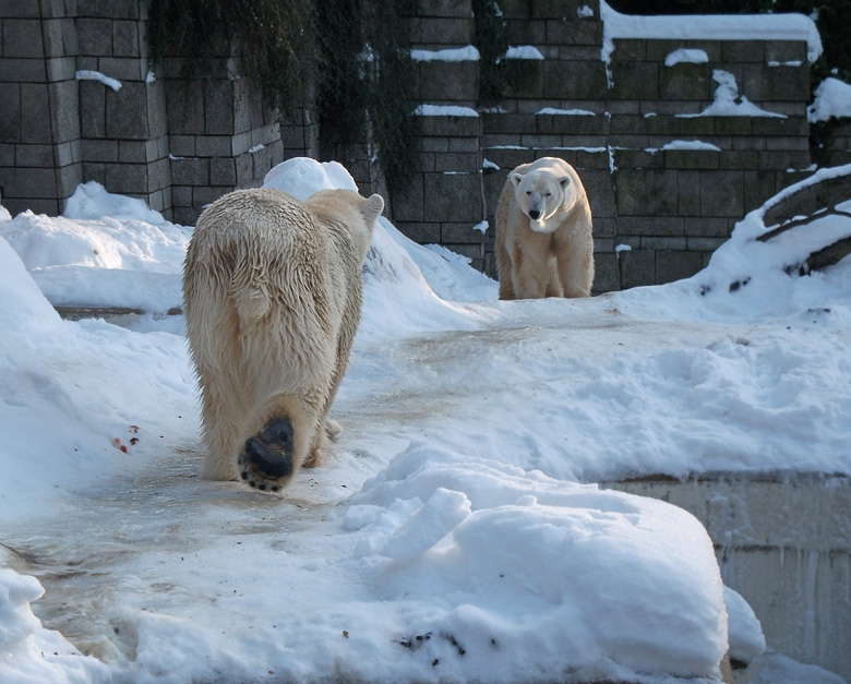 Eisbärin Vilma und Eisbär Lars am 30. Dezember 2010 im Zoo Wuppertal