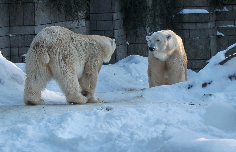 Eisbärin Vilma und Eisbär Lars am 30. Dezember 2010 im Zoologischen Garten Wuppertal