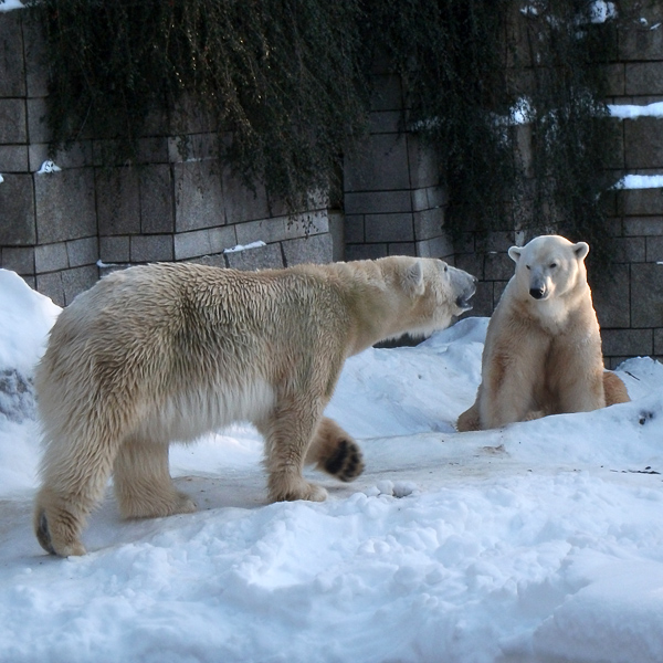 Eisbärin Vilma und Eisbär Lars am 30. Dezember 2010 im Wuppertaler Zoo