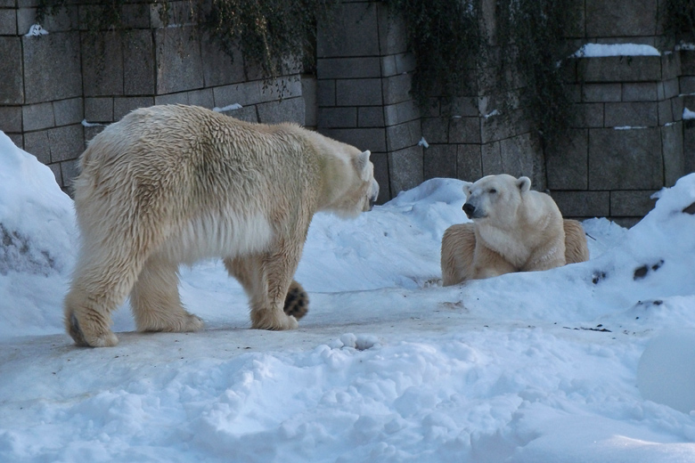 Eisbärin Vilma und Eisbär Lars am 30. Dezember 2010 im Zoo Wuppertal