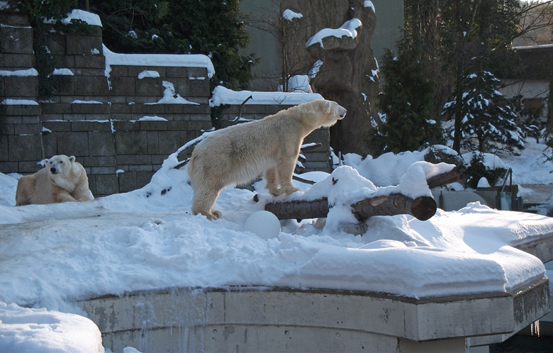 Eisbärin Vilma und Eisbär Lars am 30. Dezember 2010 im Zoologischen Garten Wuppertal