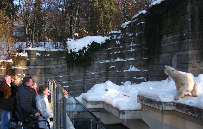 Eisbärin Vilma am 30. Dezember 2010 im Zoo Wuppertal