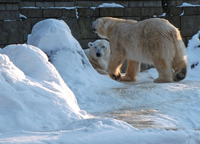 Eisbärin Vilma und Eisbär Lars am 30. Dezember 2010 im Zoologischen Garten Wuppertal