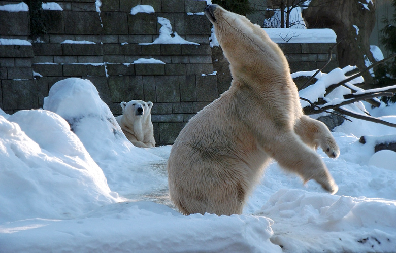 Eisbärin Vilma und Eisbär Lars am 30. Dezember 2010 im Wuppertaler Zoo