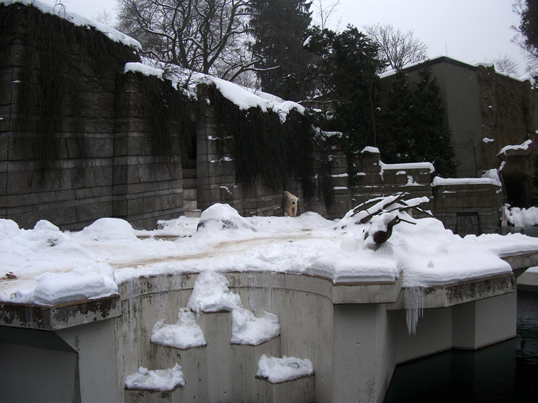 Eisbärin Vilma am 31. Dezember 2010 im Zoo Wuppertal