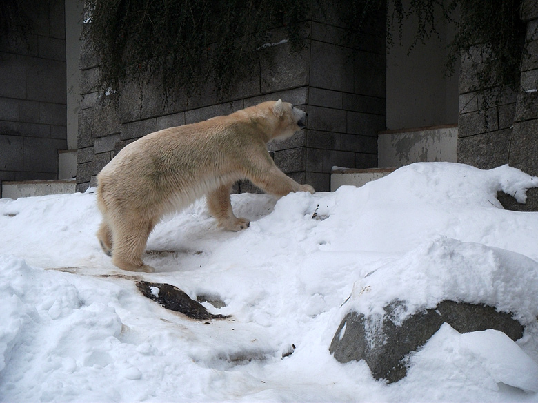 Eisbärin Vilma am 31. Dezember 2010 im Wuppertaler Zoo