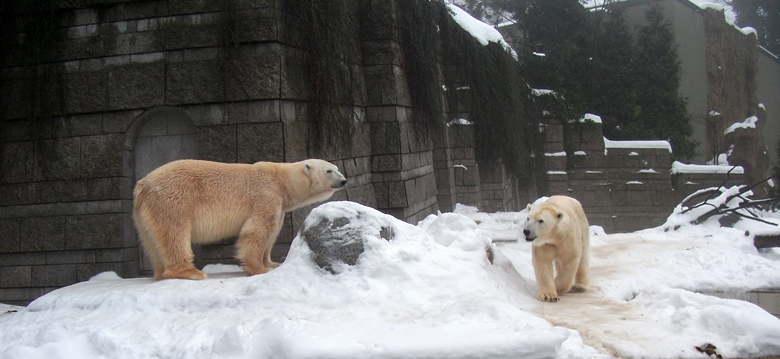 Eisbär Lars und Eisbärin Vilma am am 1. Januar 2011 im Zoologischen Garten Wuppertal