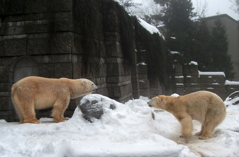 Eisbär Lars und Eisbärin Vilma am 1. Januar 2011 im Wuppertaler Zoo