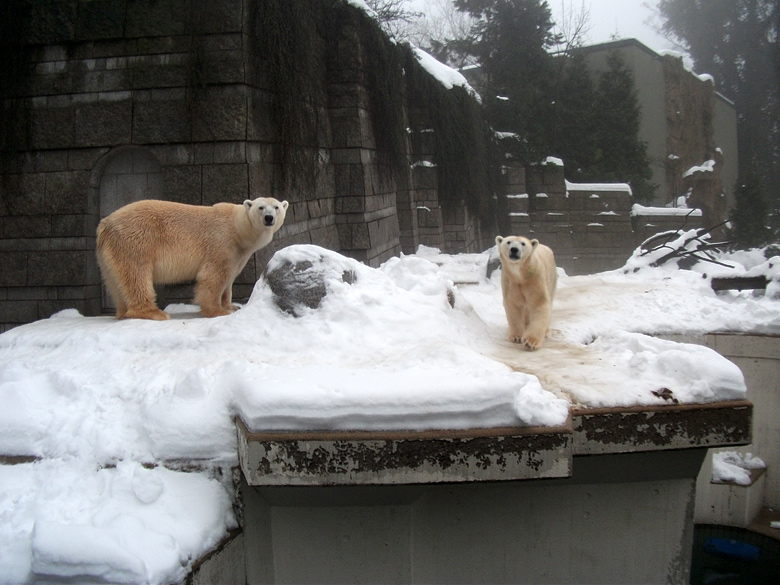 Eisbär Lars und Eisbärin Vilma am 1. Januar 2011 im Zoo Wuppertal